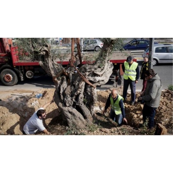 Μεταφύτευση δένδρων